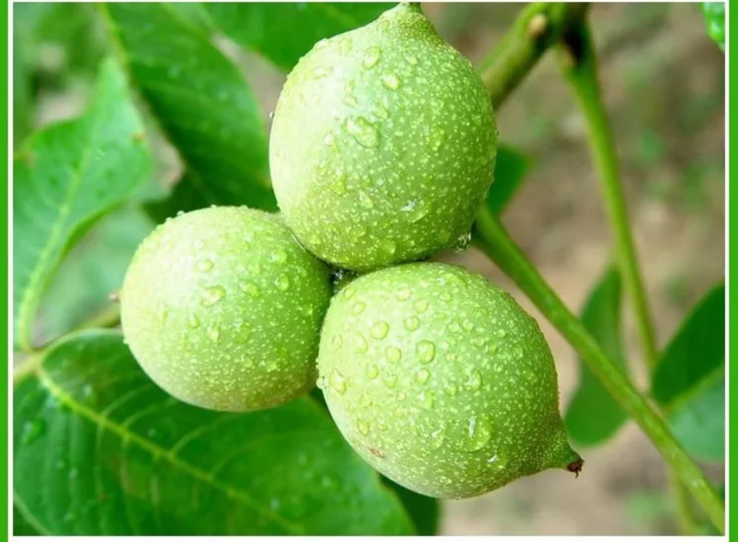 狼牙山特产新货薄皮核桃散装干货孕妇坚果原味大核桃5斤装预定